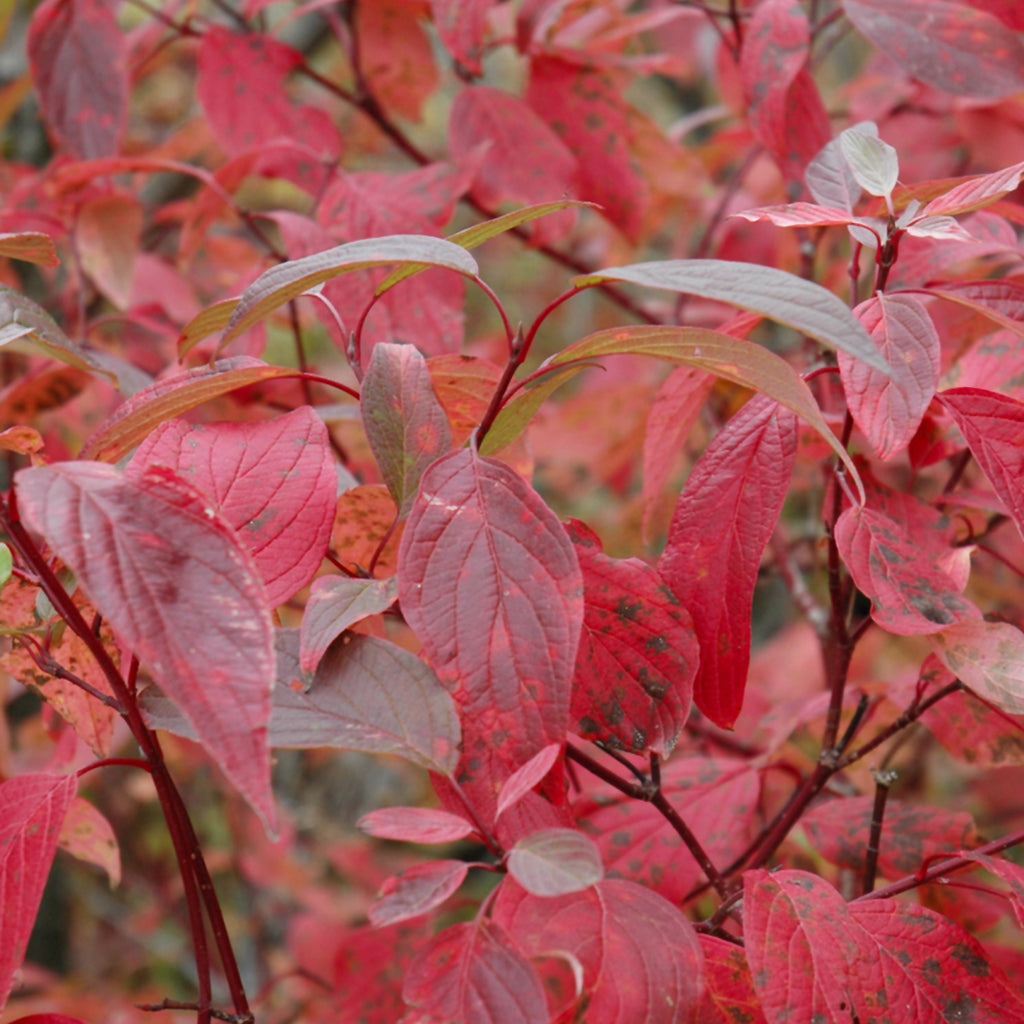Red-Osier Dogwood