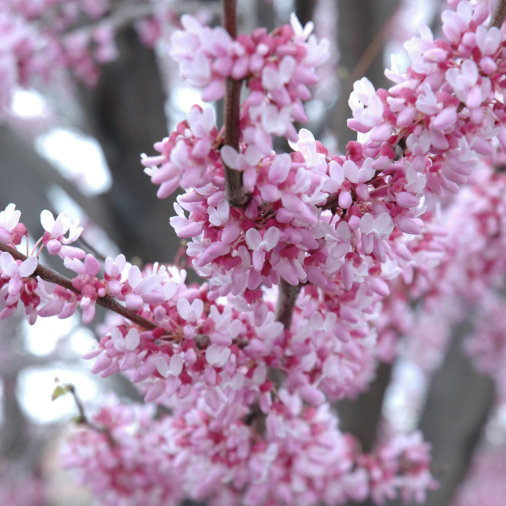 Eastern Redbud (Shrub)