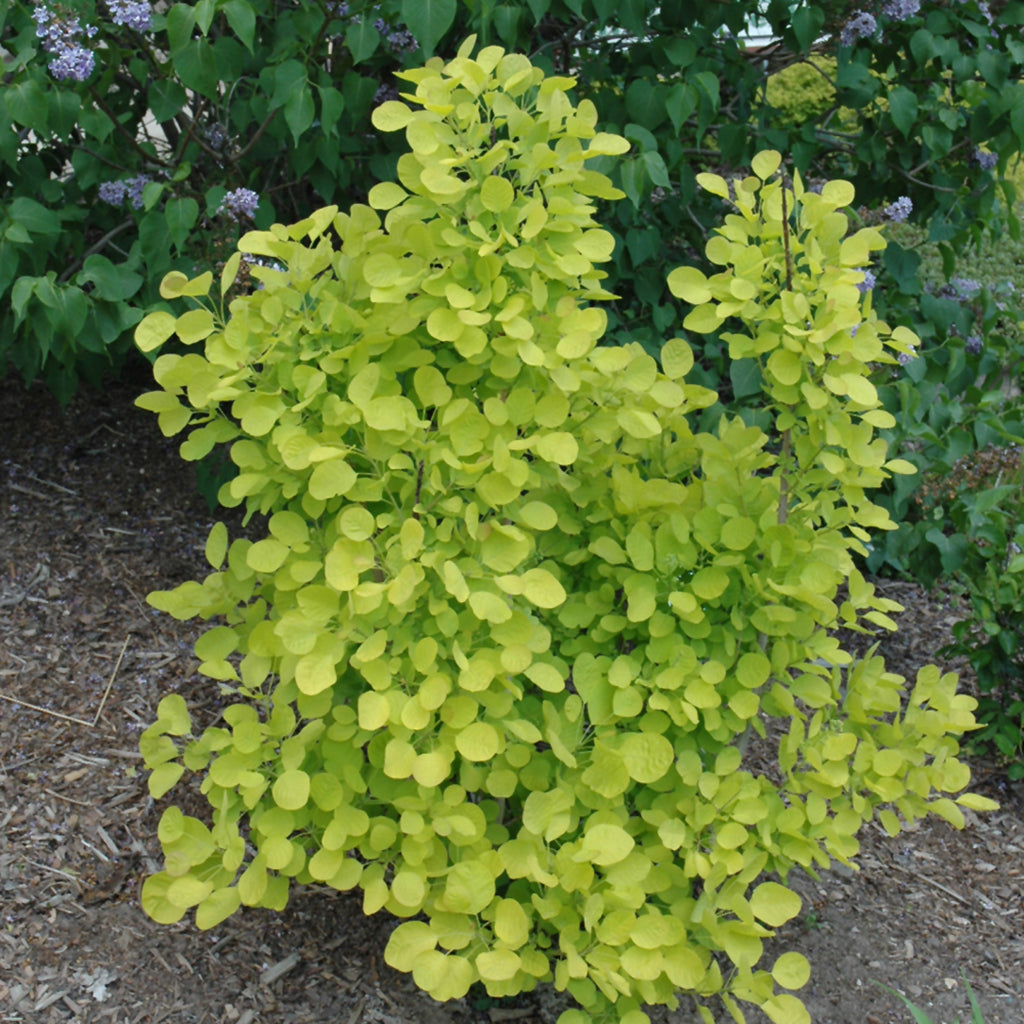 Golden Spirit® Common Smoketree