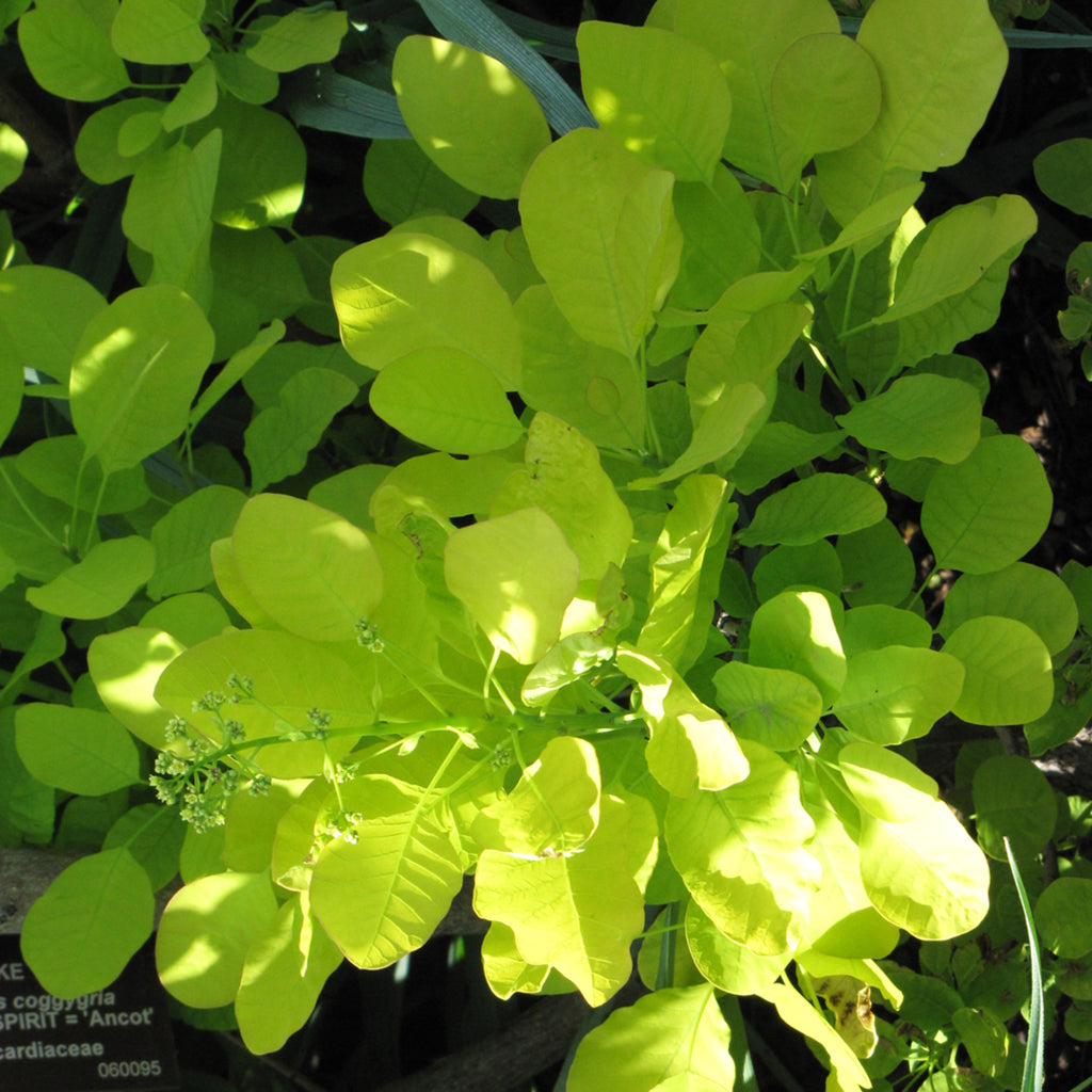 Golden Spirit® Common Smoketree