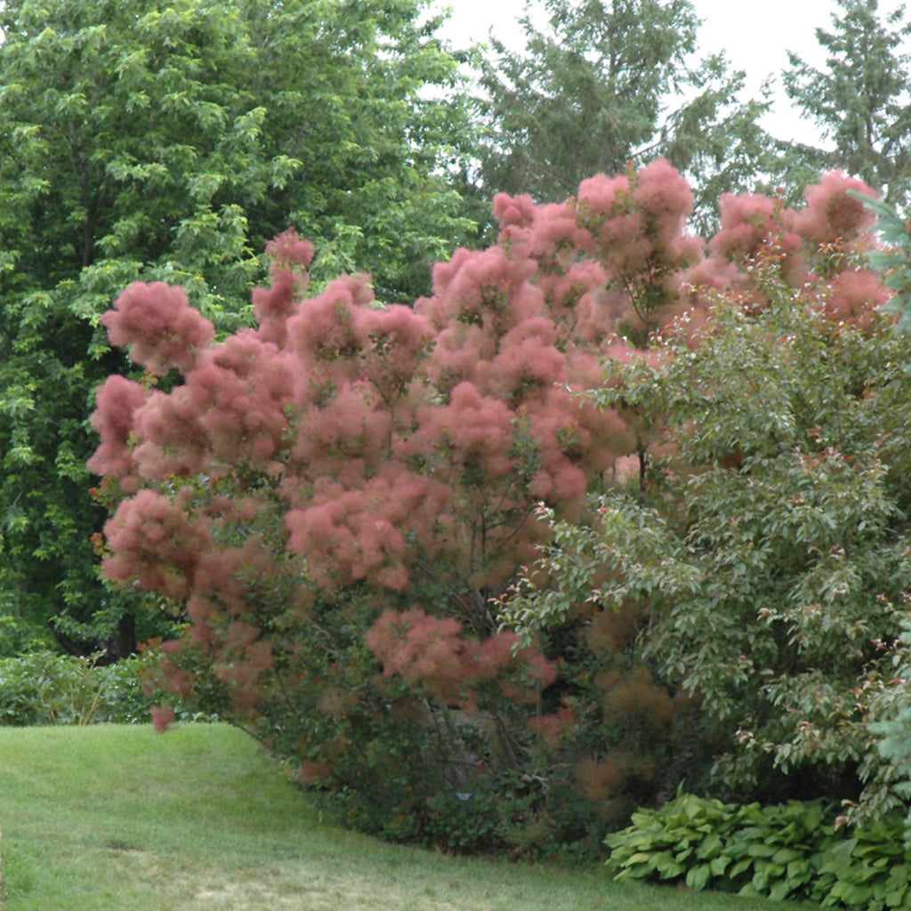 Royal Purple Common Smoketree