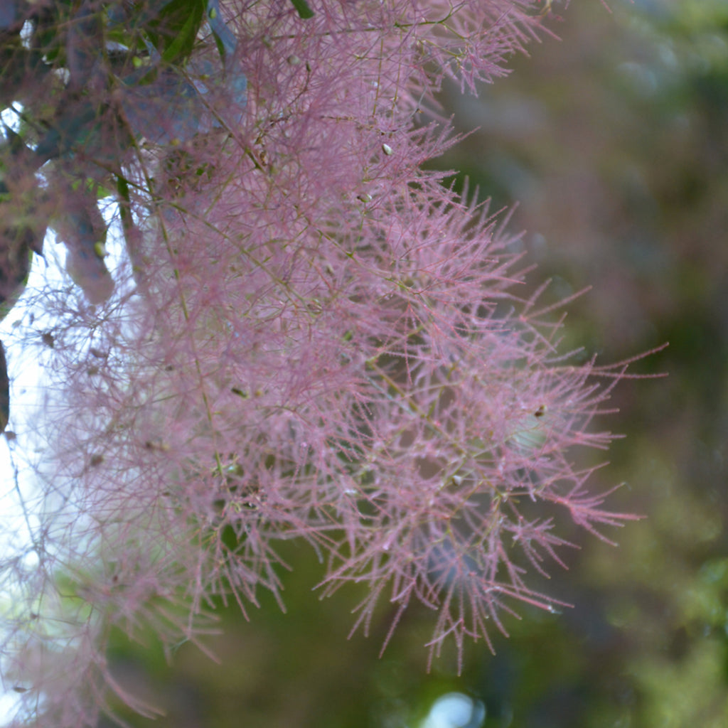 Royal Purple Common Smoketree