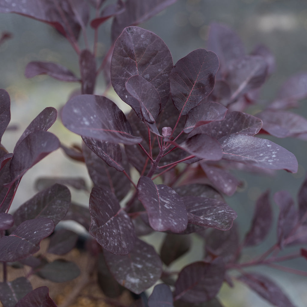 Winecraft Black® Smokebush Pw® # 2 PW Cont
