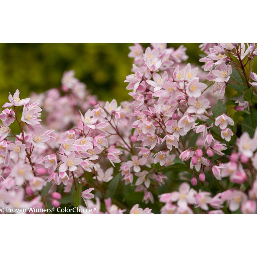 Yuki Cherry Blossom® Deutzia PW®
