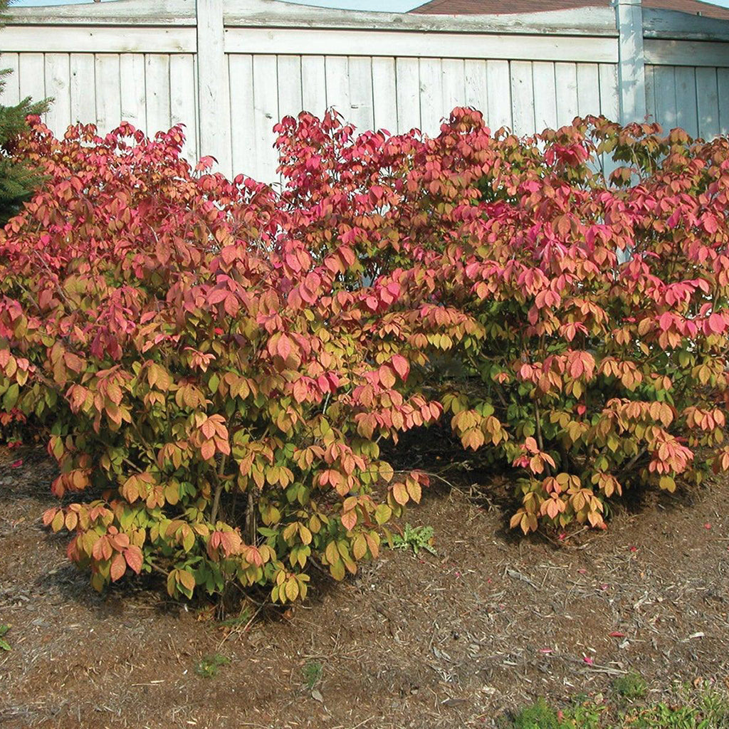 Dwarf Bus Burning Bush Collection - Sheridan Nurseries