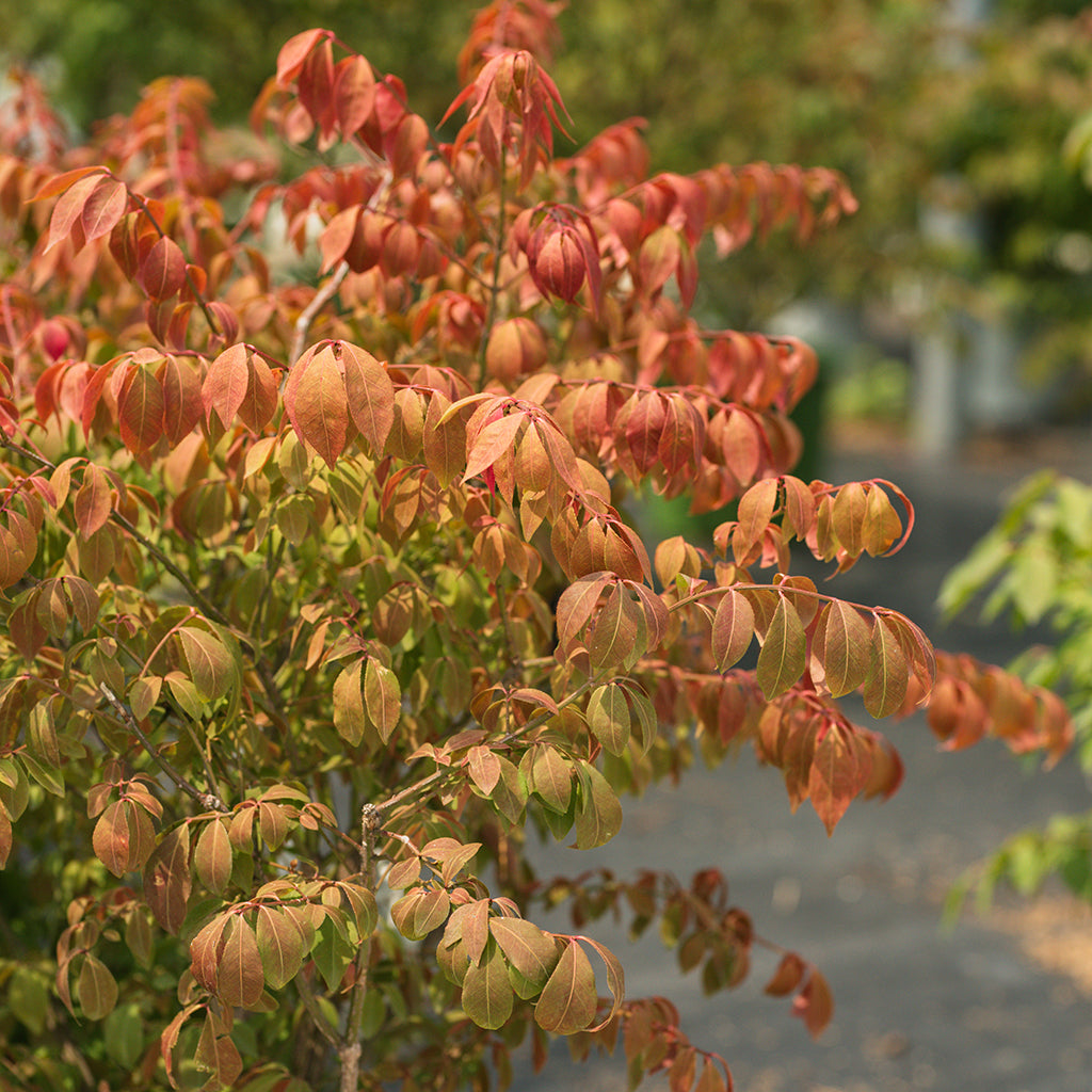 Dwarf Burning Bush
