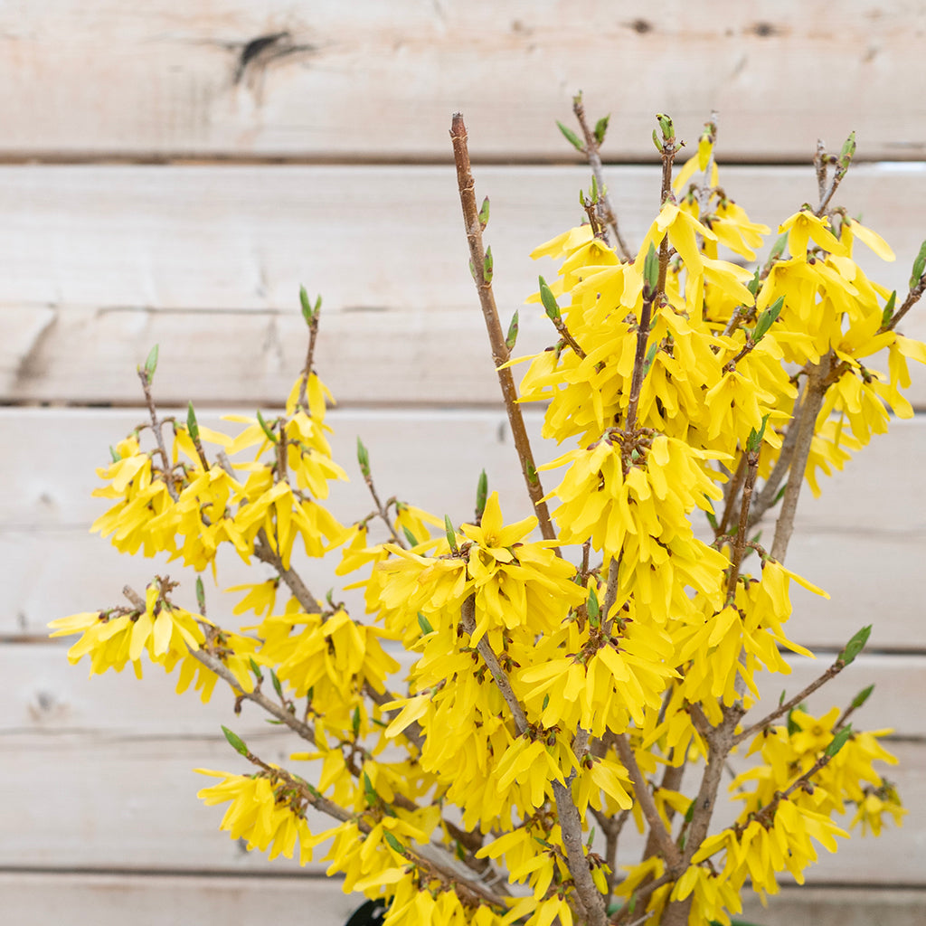 Northern Gold Forsythia