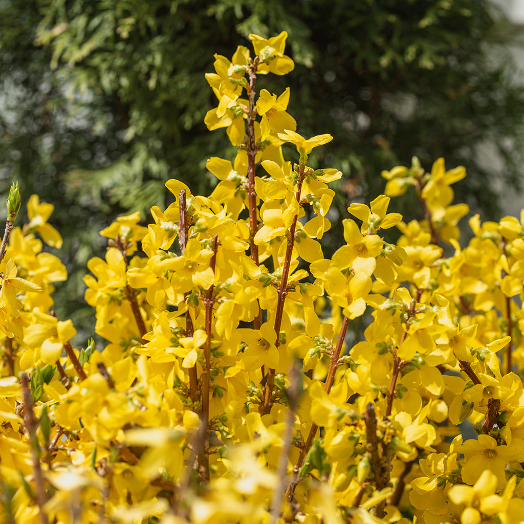 Show Off Forsythia PW®