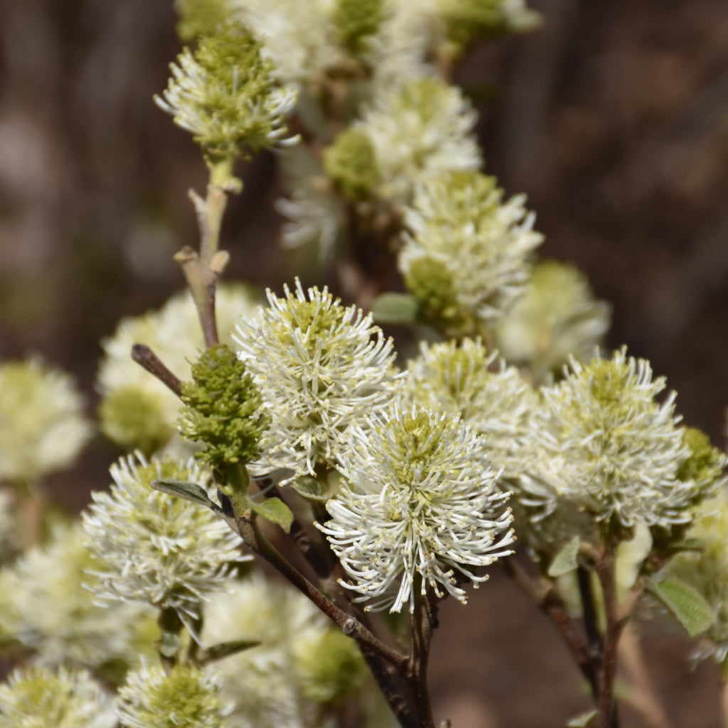 Mount Airy Large Fothergilla