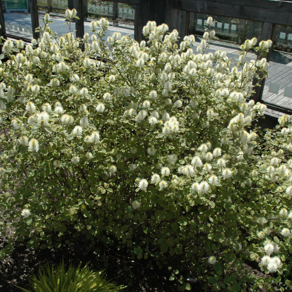 Mount Airy Large Fothergilla