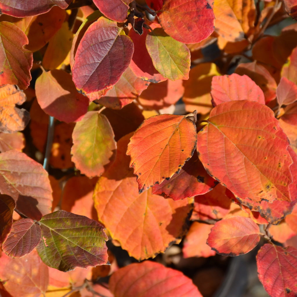 Mount Airy Large Fothergilla