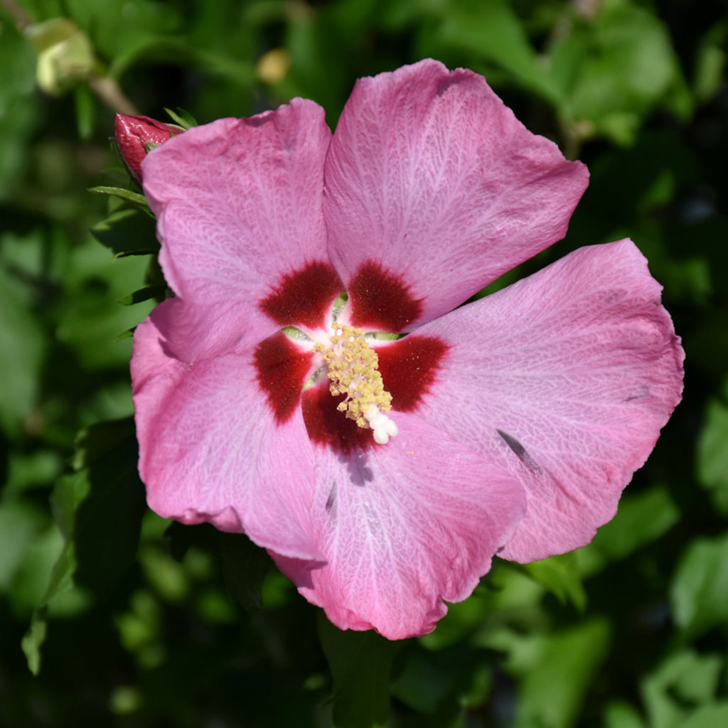 Aphrodite Rose Of Sharon