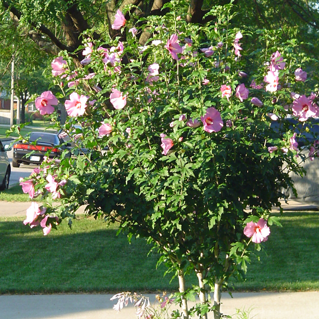 Aphrodite Rose Of Sharon