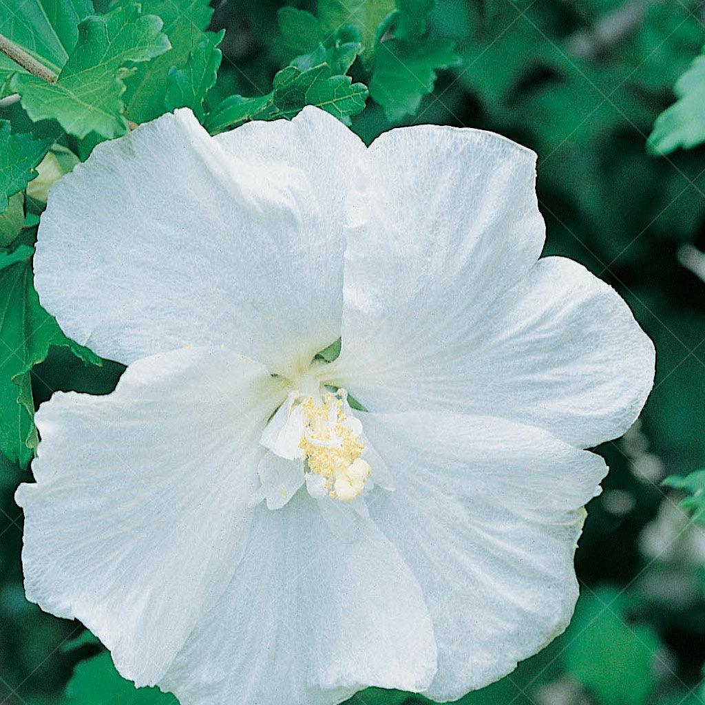 Diana Rose Of Sharon