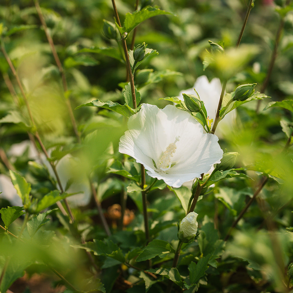Diana Rose Of Sharon