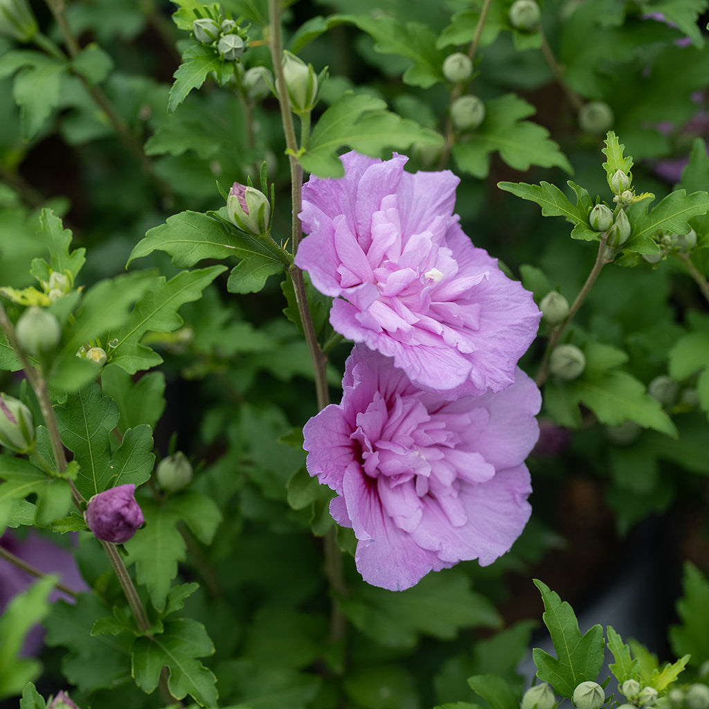 Lavender Chiffon® Rose Of Sharon Pw® # 2 PW Cont