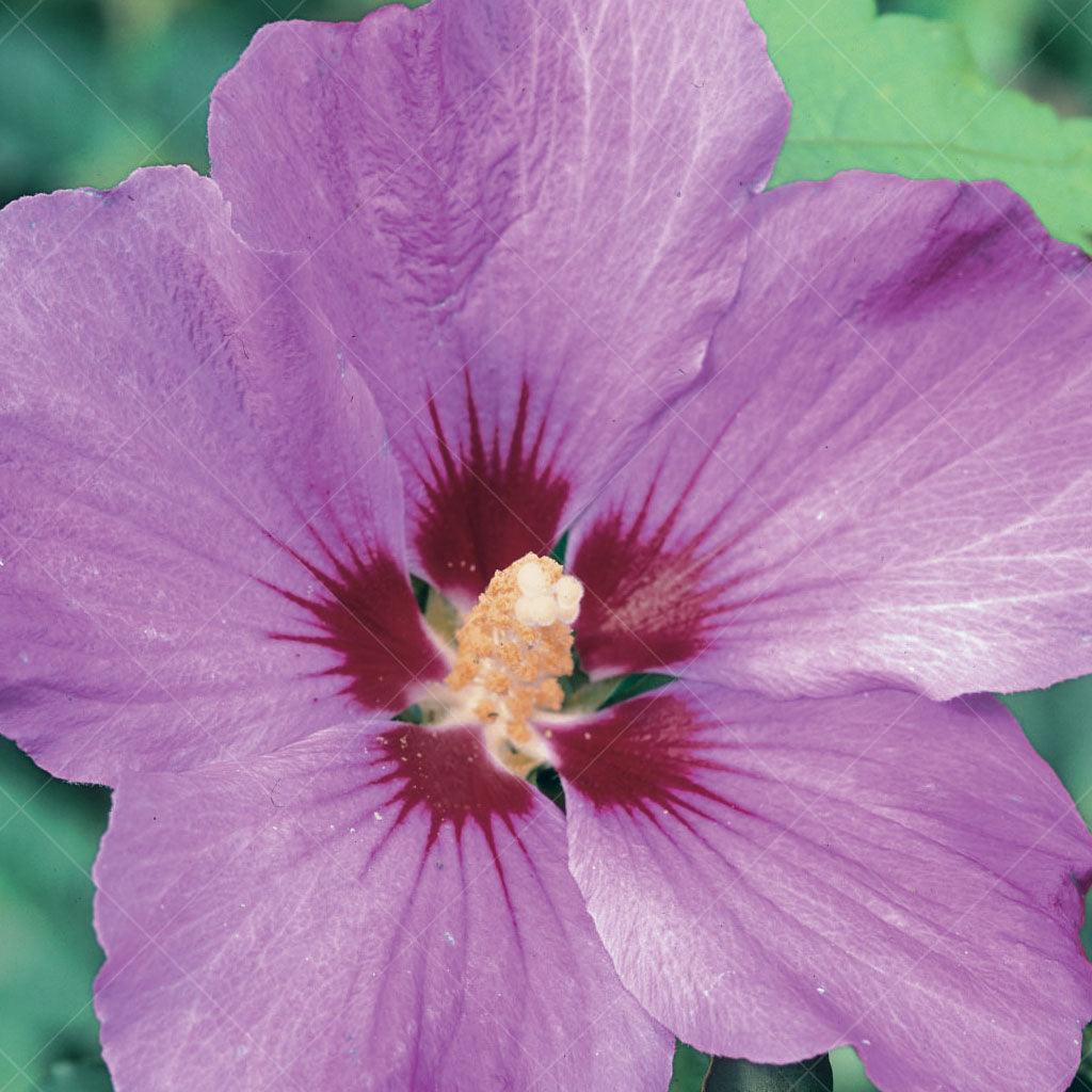 Minerva Rose Of Sharon