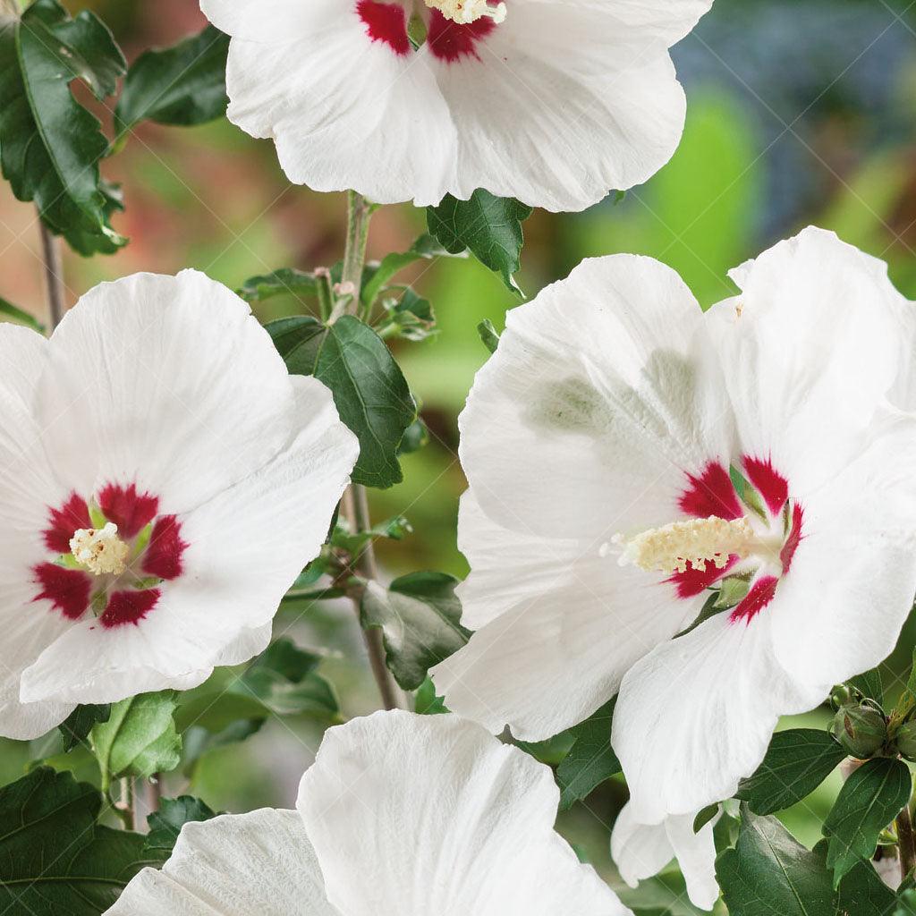 Red Heart Rose Of Sharon