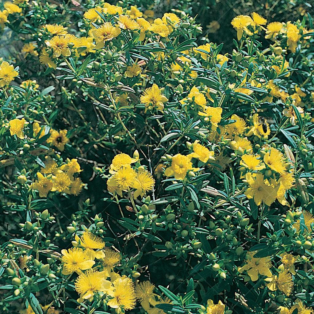 Kalm St. John's Wort