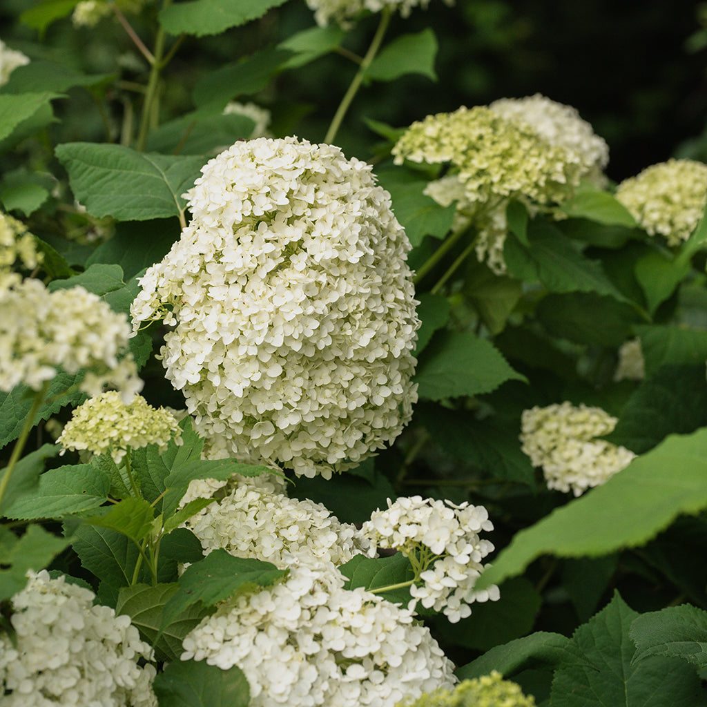 Incrediball® Smooth Hydrangea PW® # 3 PW Cont