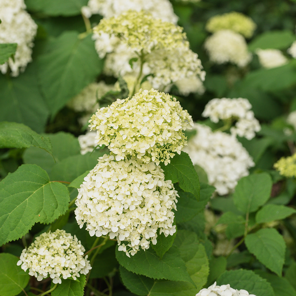 Incrediball® Smooth Hydrangea PW® # 3 PW Cont