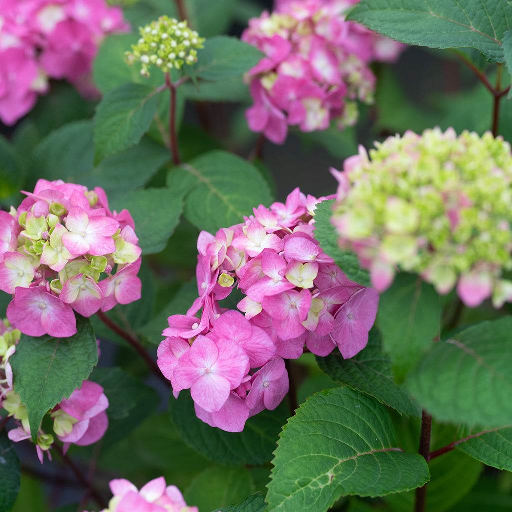 Endless Summer® BloomStruck® Hydrangea