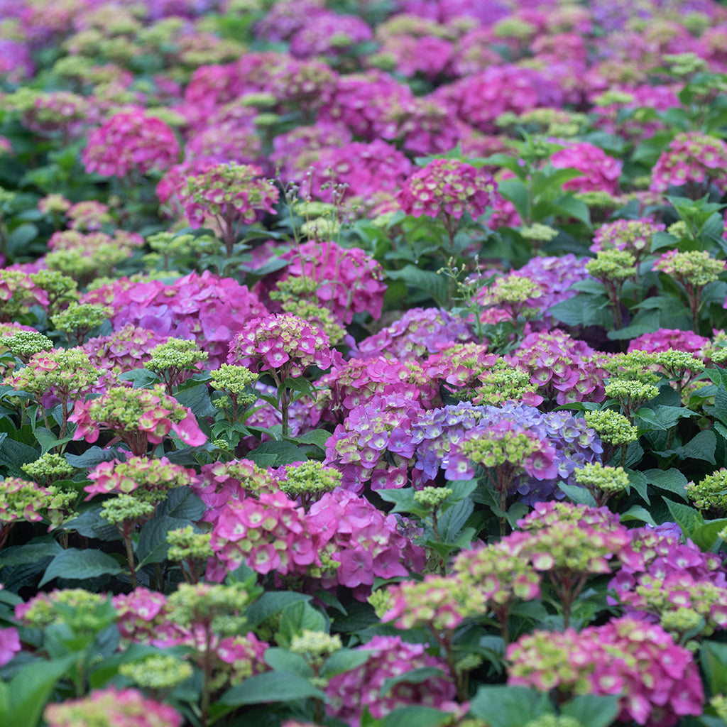 Endless Summer® BloomStruck® Hydrangea