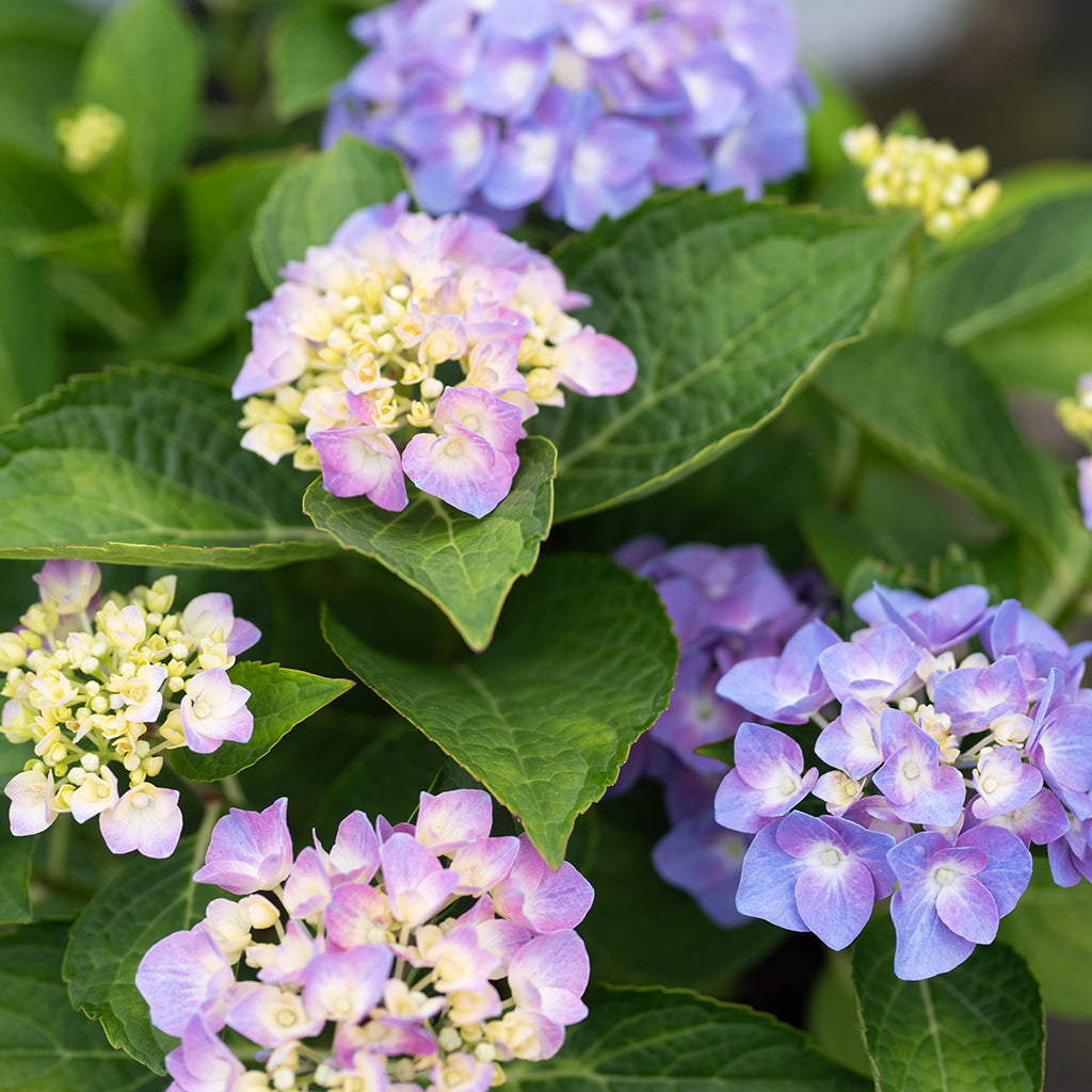 Let's Dance® Blue Jangles Bigleaf Hydrangea PW® - Sheridan Nurseries