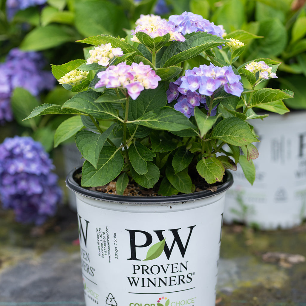 Let's Dance® Blue Jangles Bigleaf Hydrangea PW® - Sheridan Nurseries