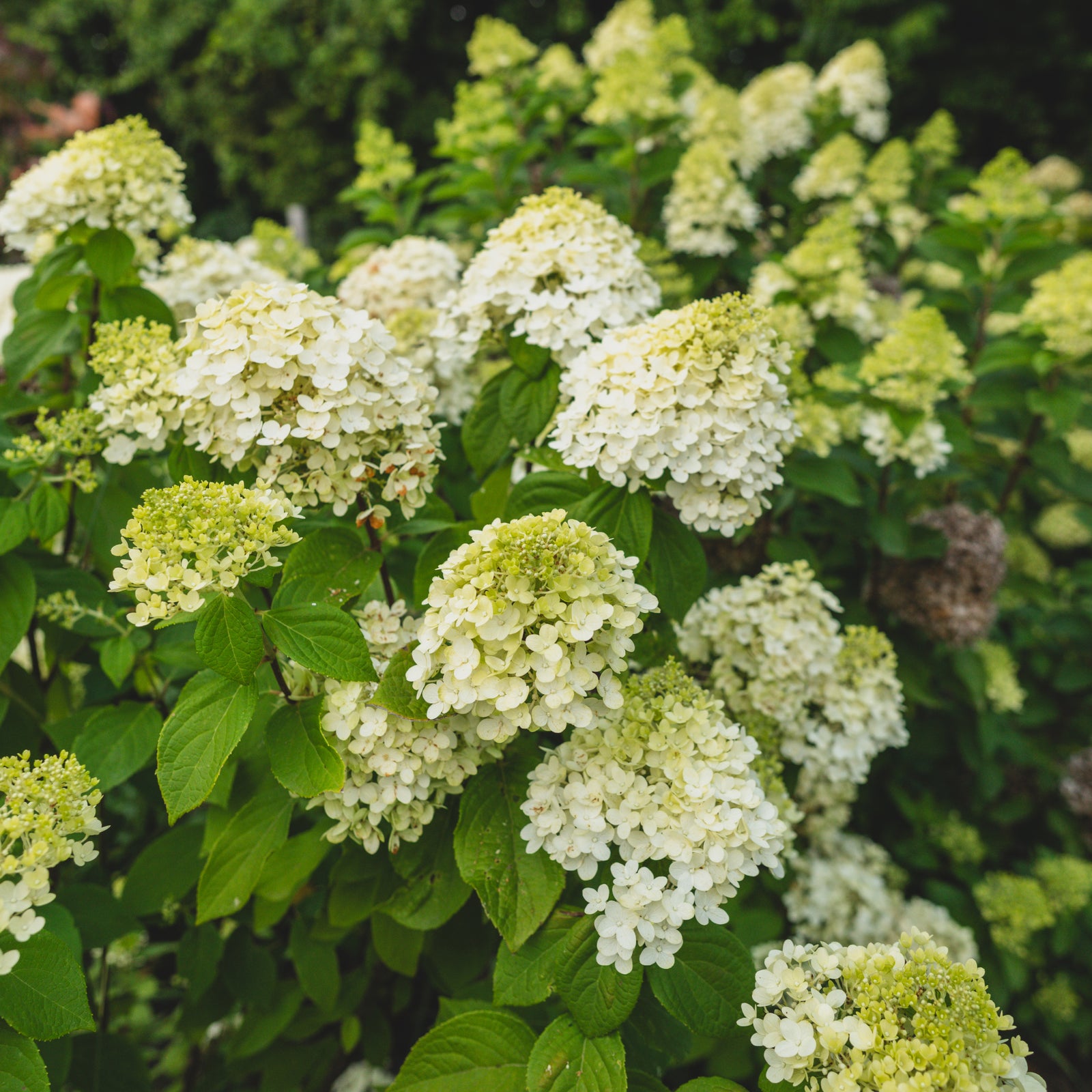 Limelight Panicle Hydrangea PW® # 7 PW Cont
