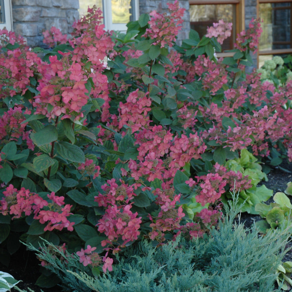 Pink Diamond Panicle Hydrangea