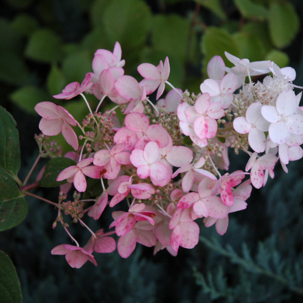Pink Diamond Panicle Hydrangea
