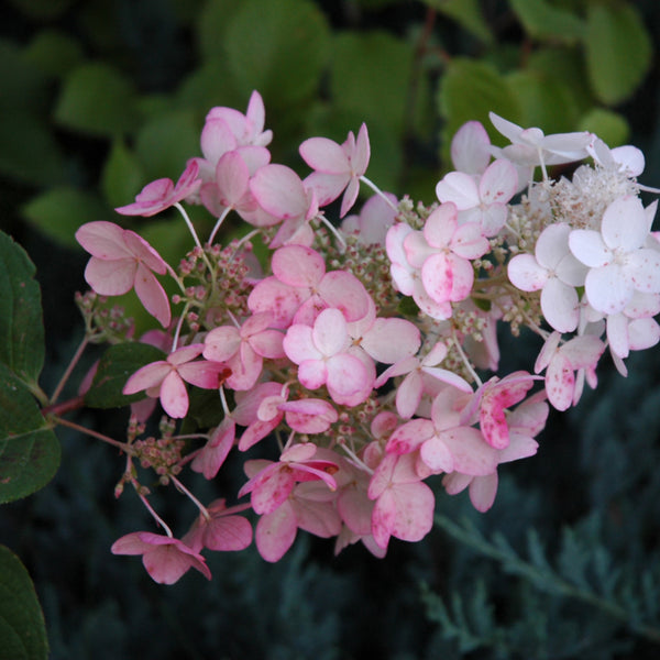 3HYPPDG002CGpinkdiamondhydrang