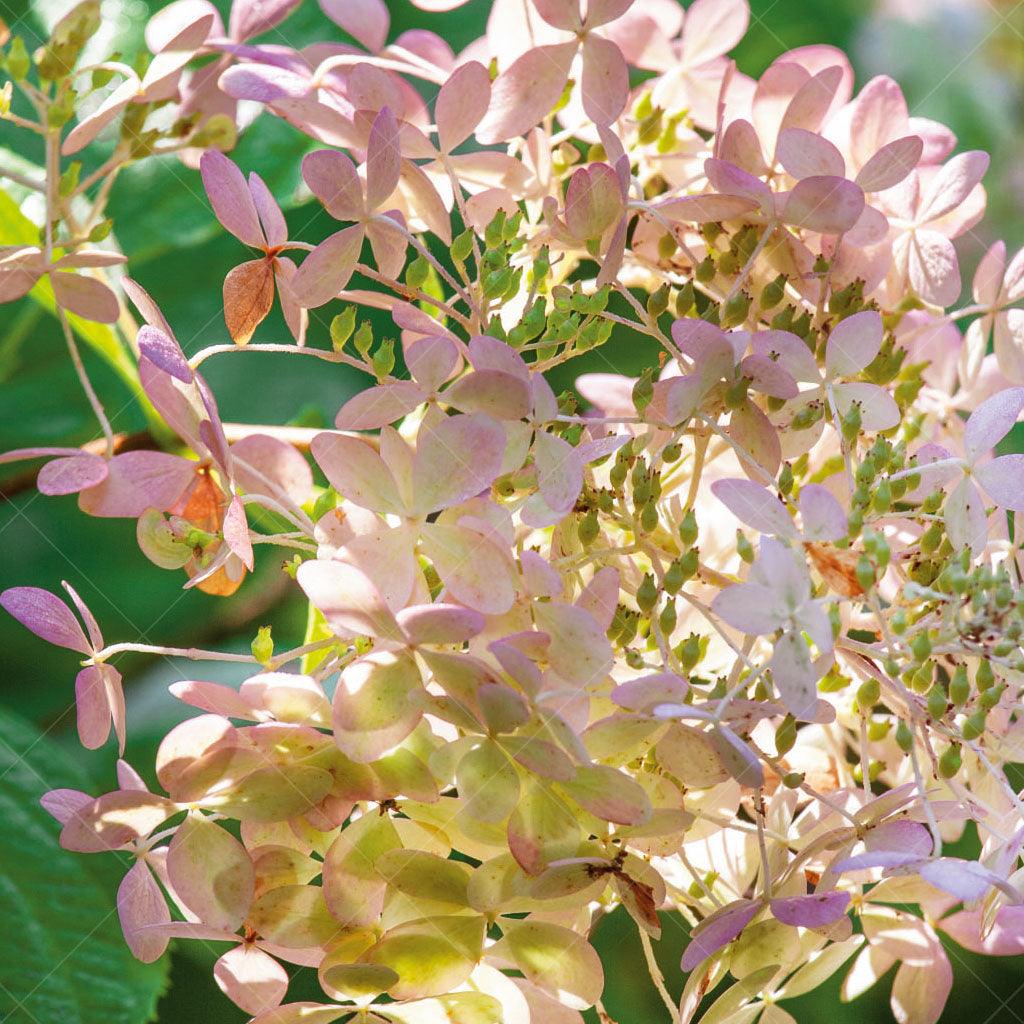Phantom Panicle Hydrangea
