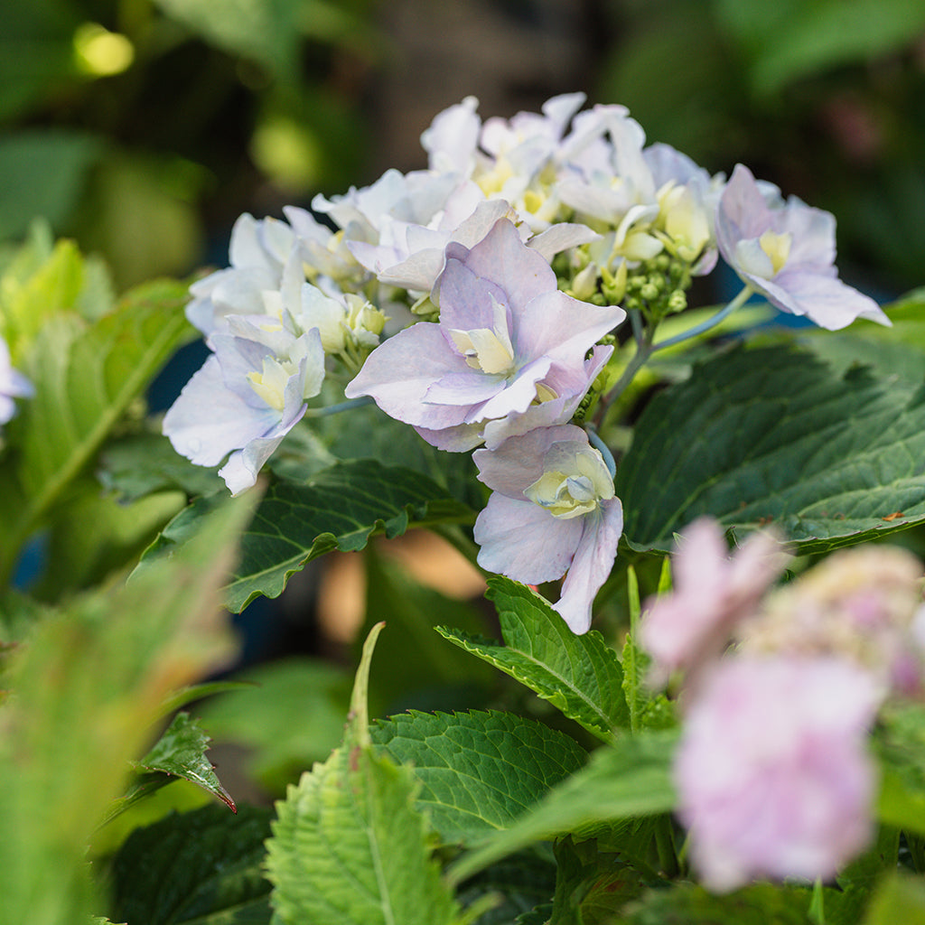 Tuff Stuff Ah-Ha® Mountain Hydrangea PW®