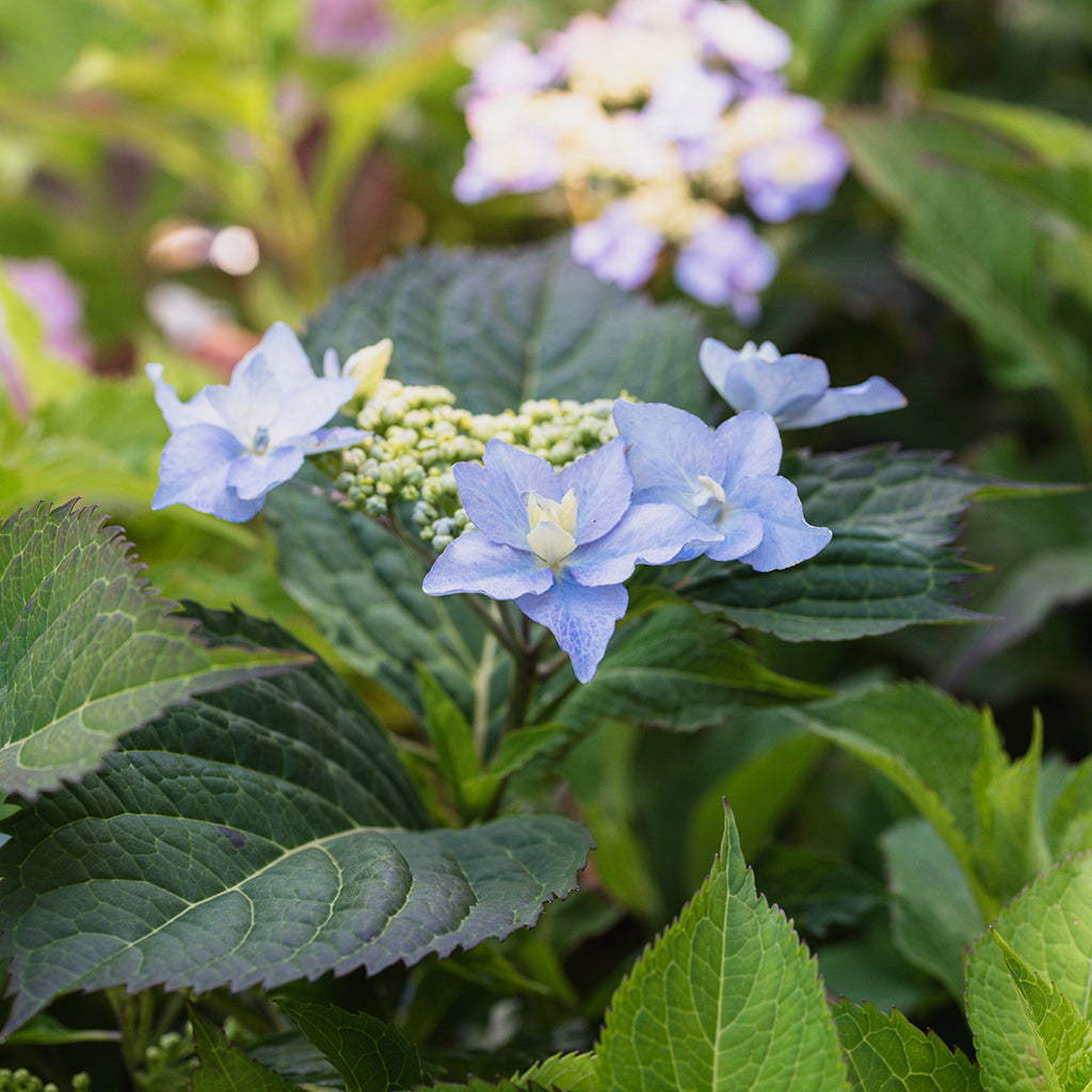 Tuff Stuff Ah-Ha® Mountain Hydrangea PW®