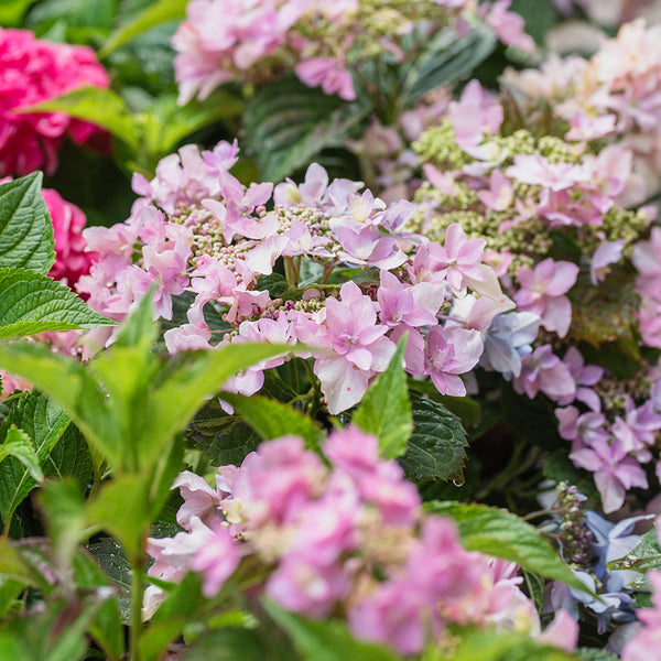 Tiny Tuff Stuff Mountain Hydrangea PW® - Sheridan Nurseries