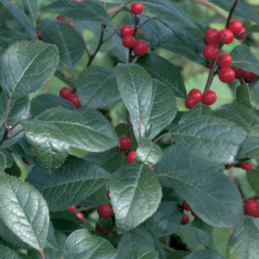 Common Winterberry