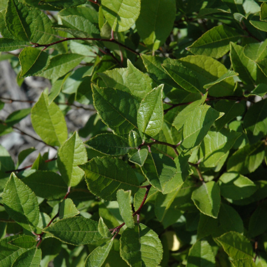 Jim Dandy Common Winterberry