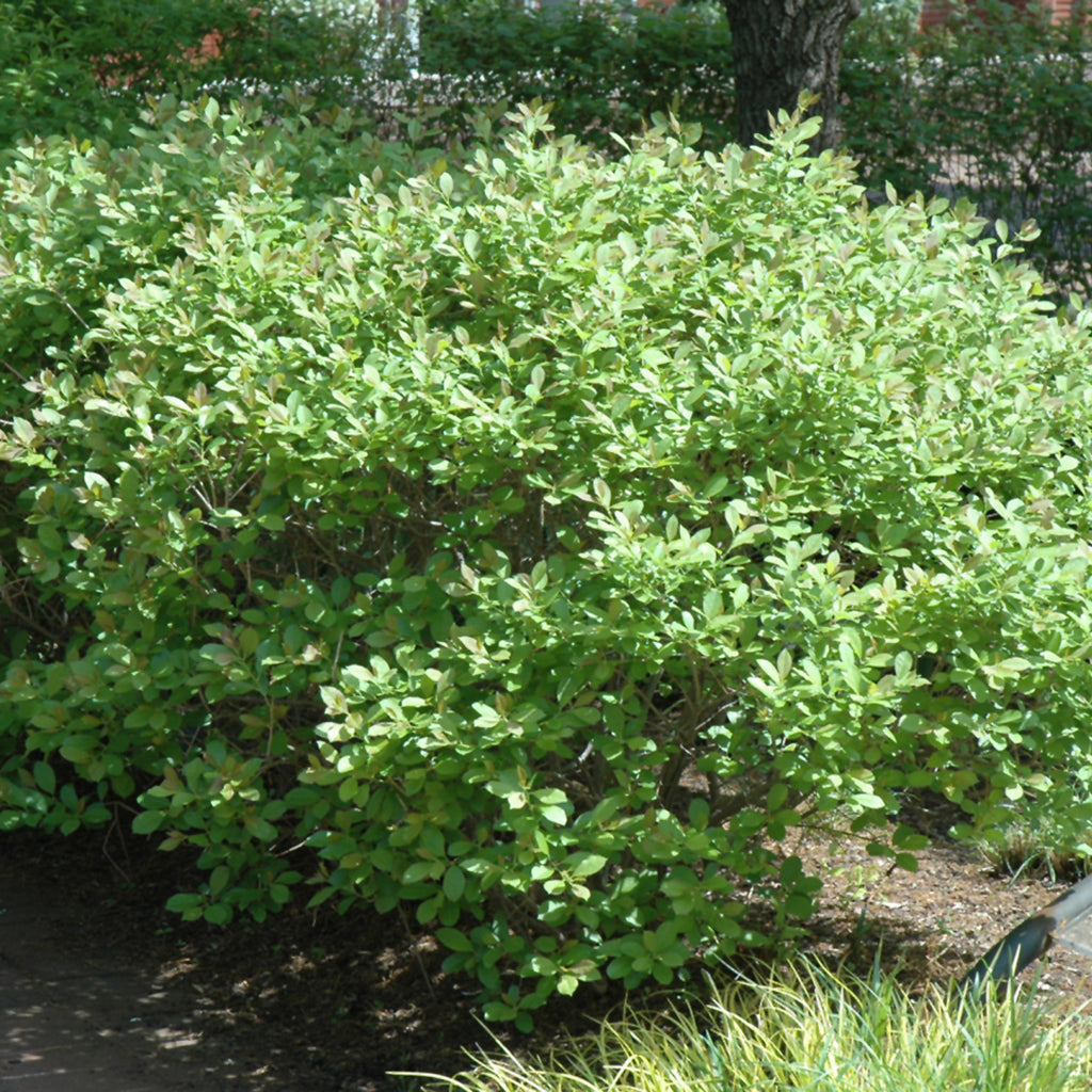Jim Dandy Common Winterberry