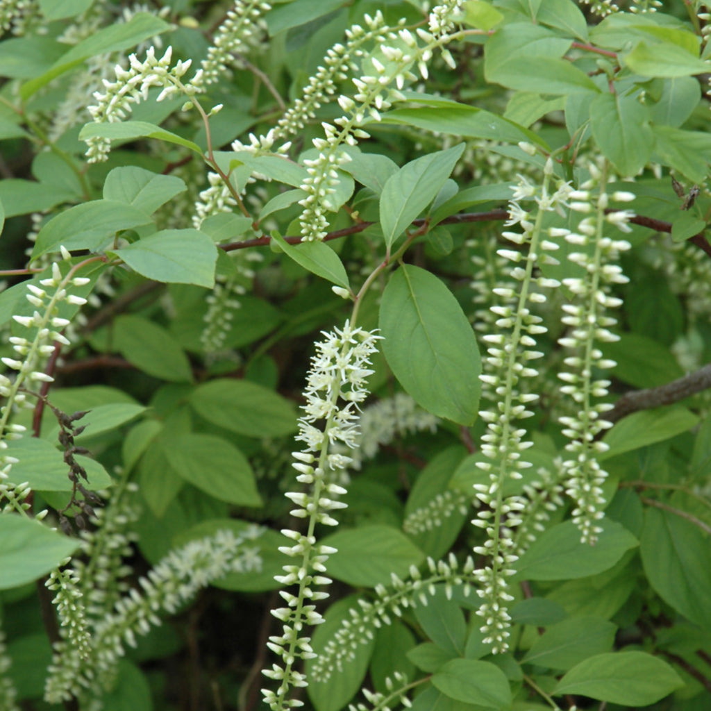 Henry's Garnet Virginia Sweetspire