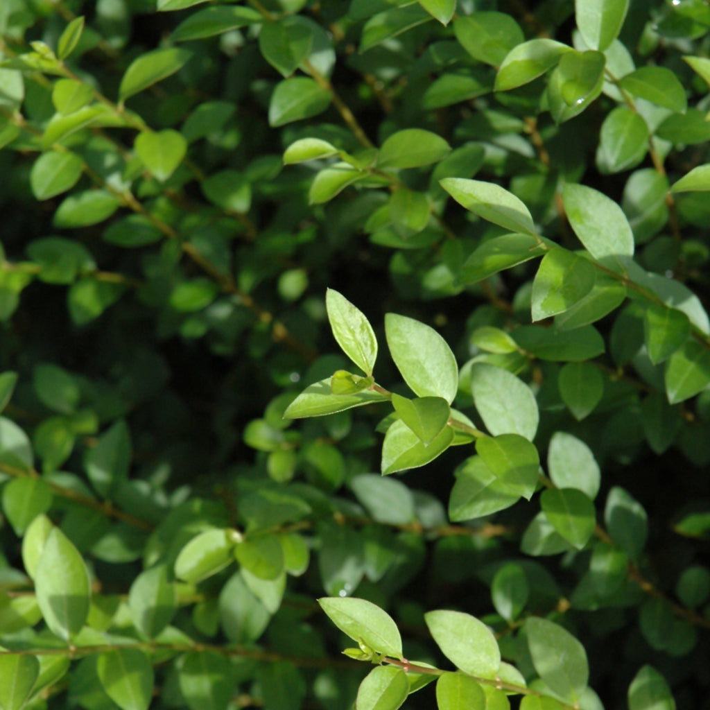 Amur Privet