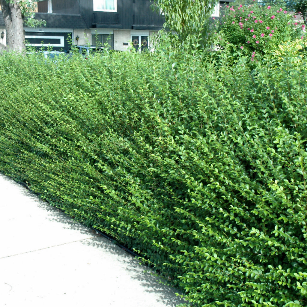 Amur Privet