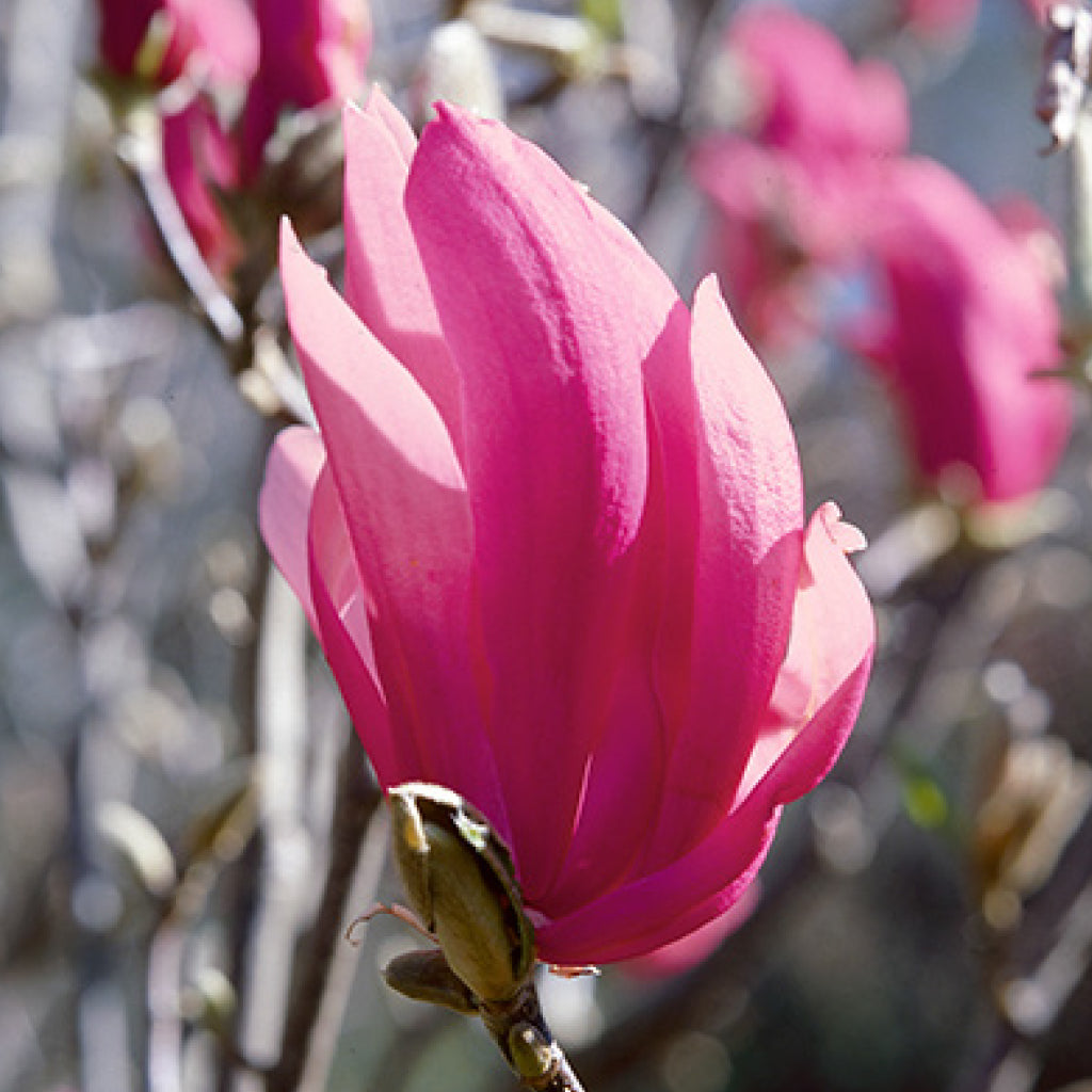 Ricki The Girls Magnolia