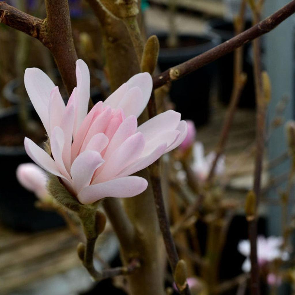 Leonard Messel Loebner Magnolia