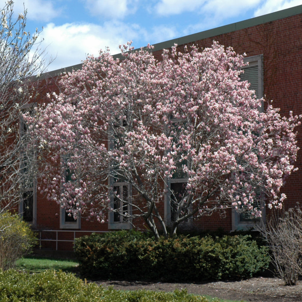 Saucer Magnolia