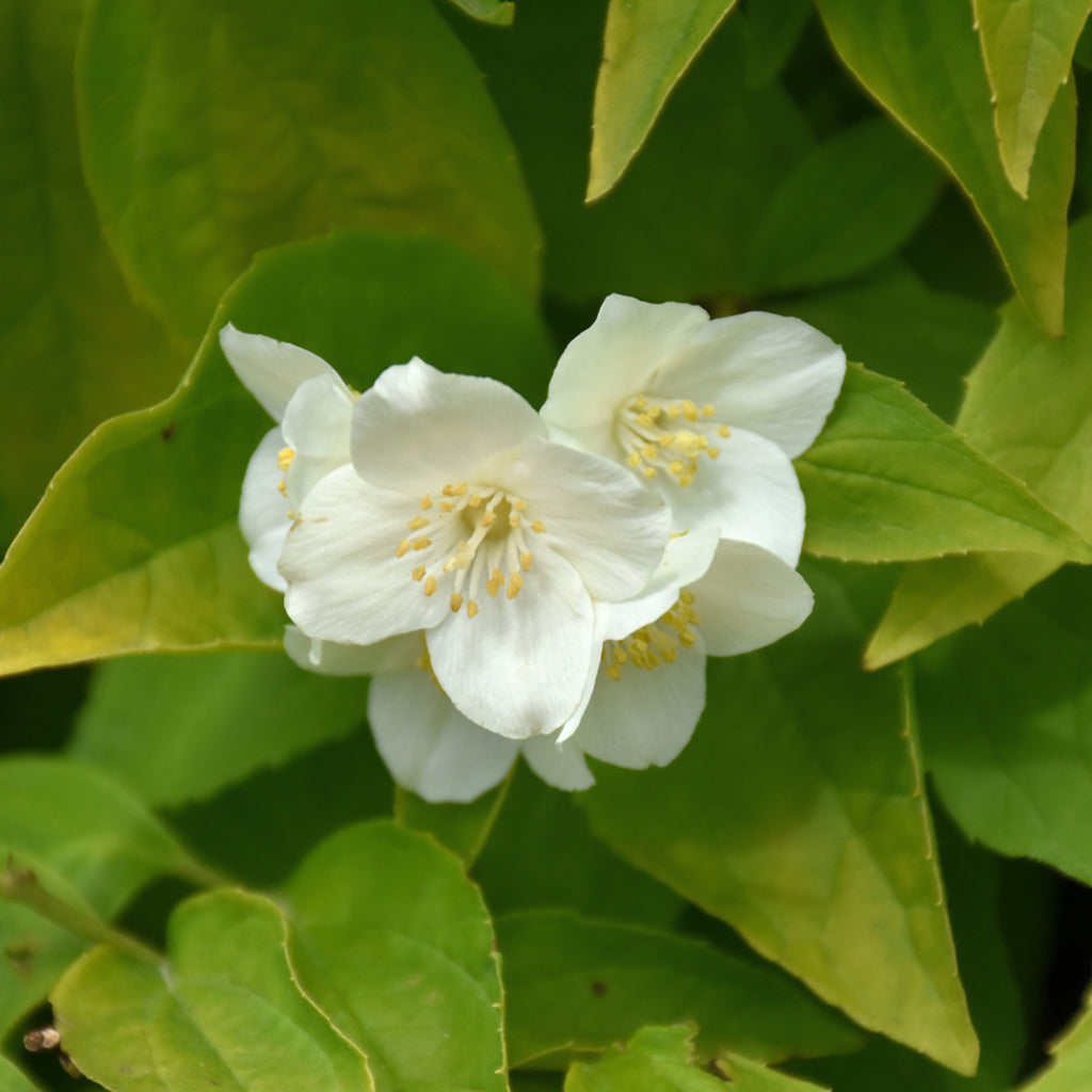 Golden Mockorange