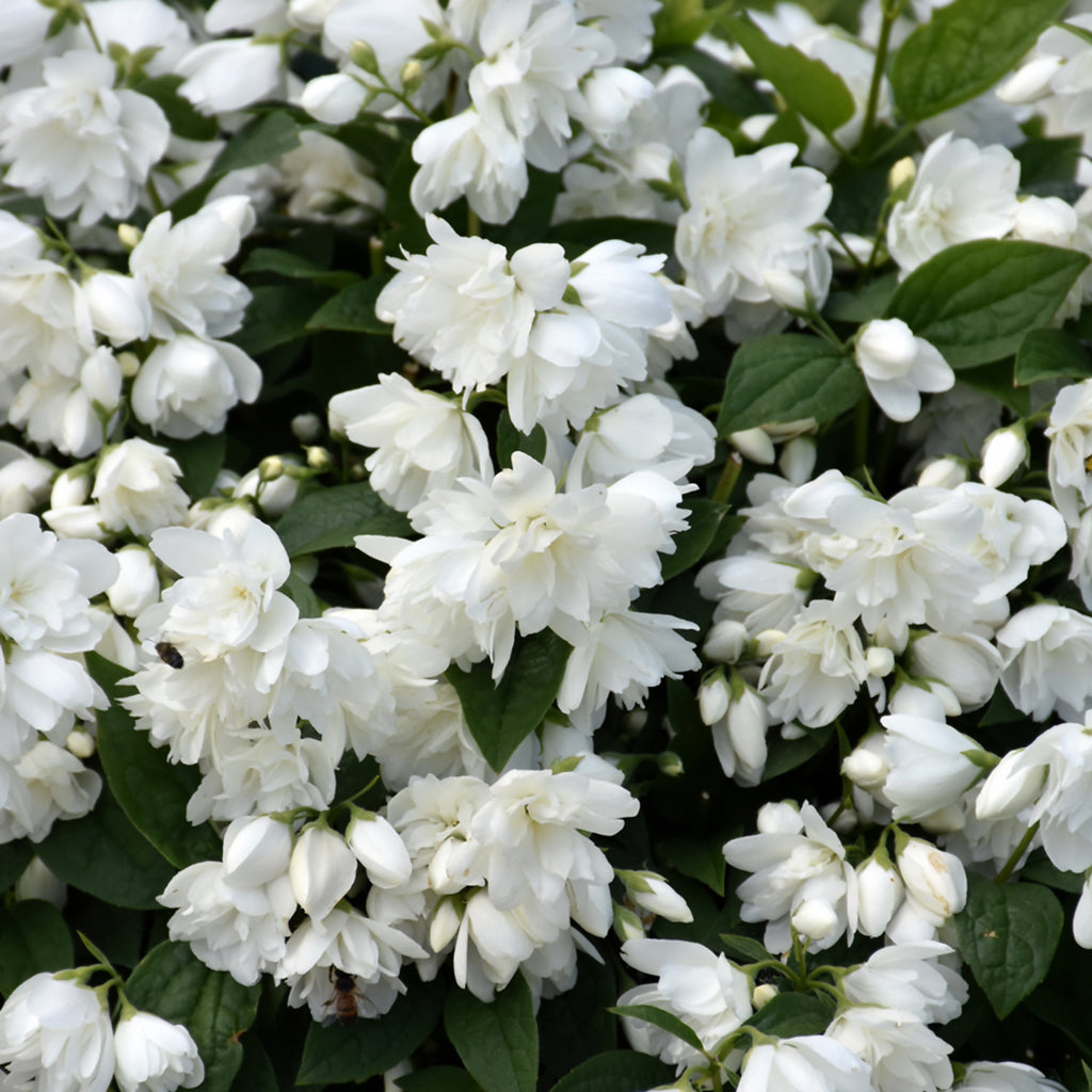 Snowbelle Mockorange