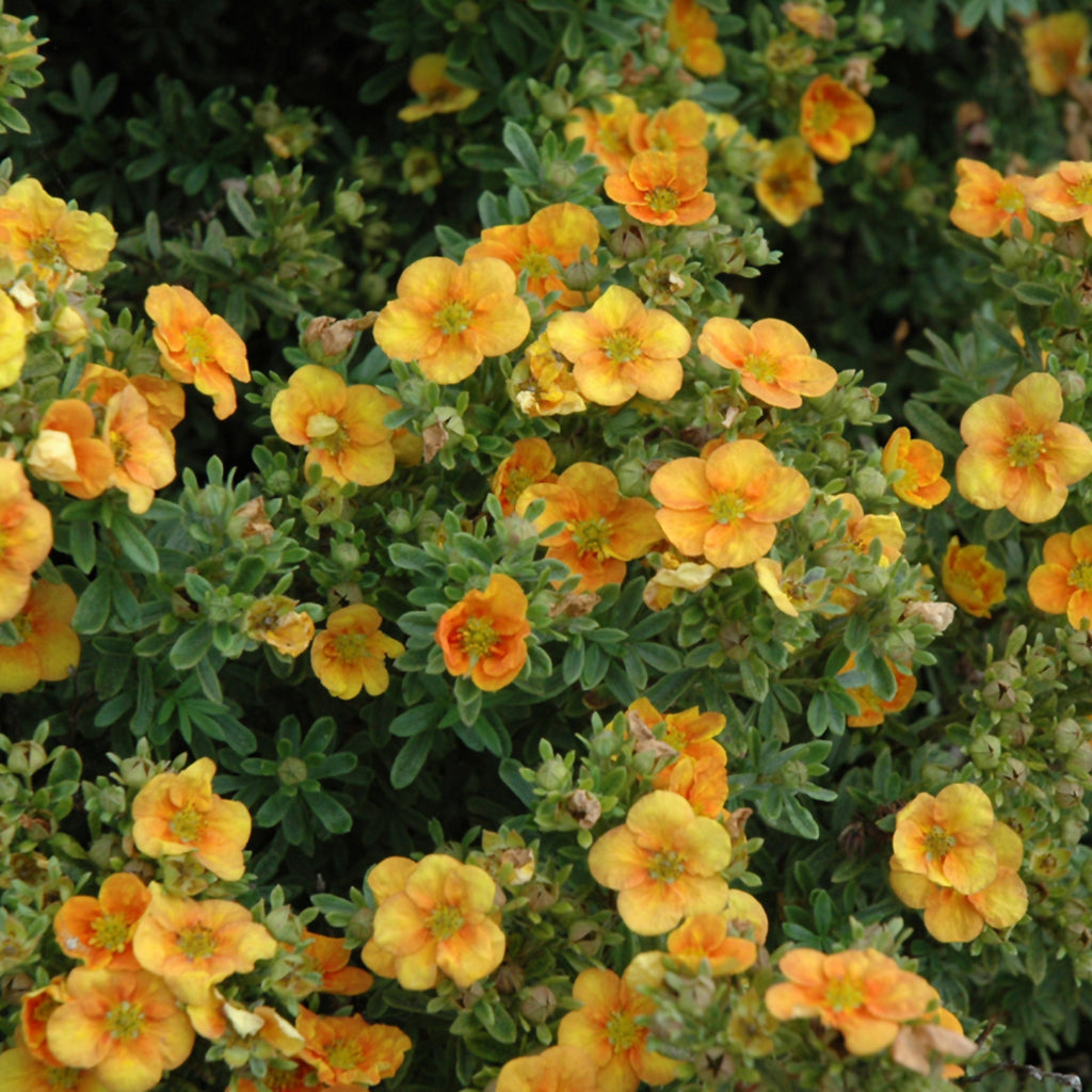 Mango Tango® Bush Potentilla