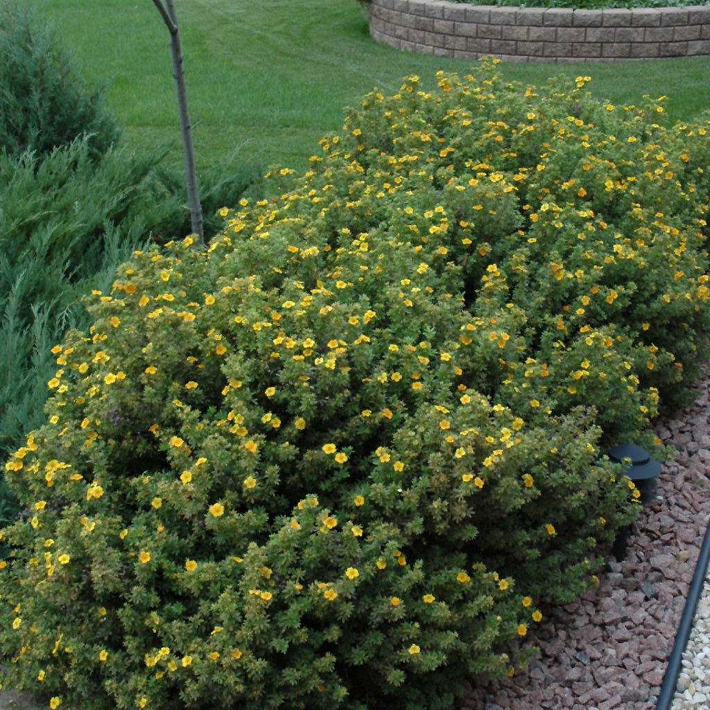 Mango Tango® Bush Potentilla